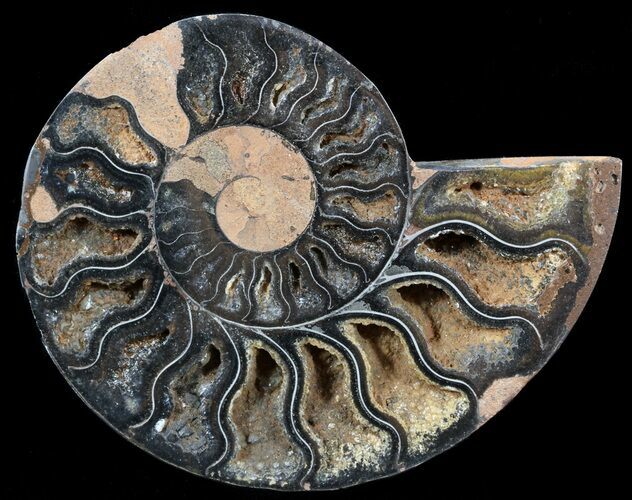 Split Black/Orange Ammonite (Half) - Unusual Coloration #55660
